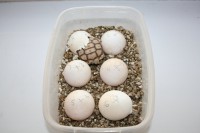 /album/sulcata/mala-sulkata-desert-rose-009-jpg/